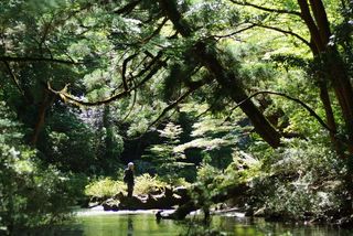 Yakushima blog4.jpg